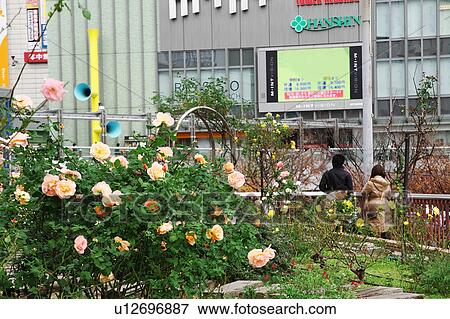 Stock Photo - Roses Outside Sannomiya Station. Fotosearch