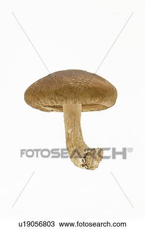 Stock Image - Shiitake mushroom. Fotosearch