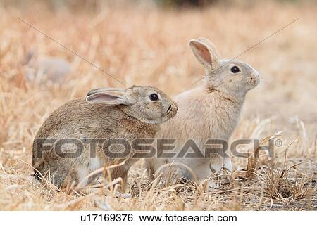 Stock Photograph - Side View of European Rabbits. Fotosearch