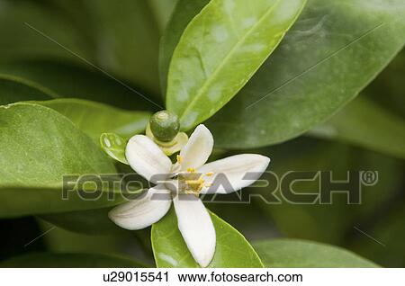 Stock Image - Single Blossom. Fotosearch