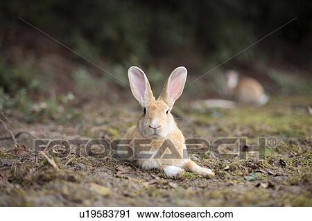 Single European Rabbit View Large Photo Image Stock Image - Single European Rabbit. Fotosearch