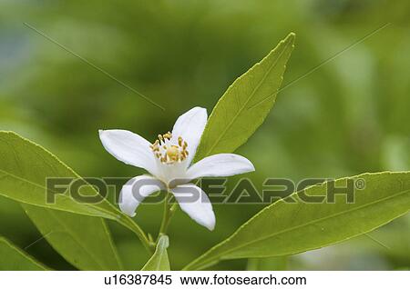 Stock Photography - Single Mandarin Orange Blossom. Fotosearch