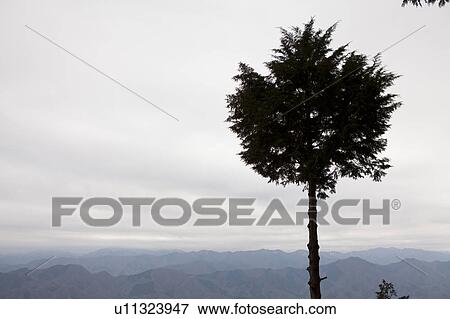 Single Tree in Mountains View Large Photo Image Stock Photo - Single Tree in Mountains. Fotosearch