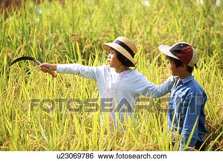 Stock Photograph - Sister and Brother Harvesting Rice. Fotosearch