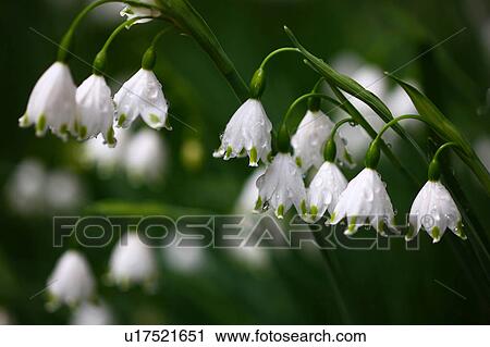 Stock Image - Snowflake flowers (Leucojum aestivum). Fotosearch