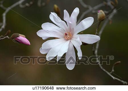 Stock Photo - Star magnolia (Magnolia stellata). Fotosearch