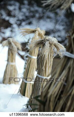 Stock Photo - Straw Bundles in Snow. Fotosearch