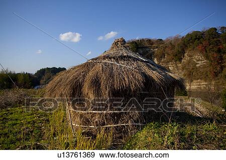 Stock Photo - Straw Drying in Field. Fotosearch