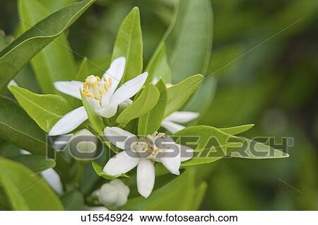 Picture - Tangor Blossom. Fotosearch