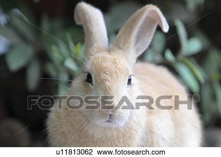 Stock Image - Tawny European Rabbit. Fotosearch