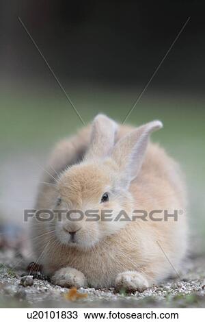 Stock Image - Tawny European Rabbit. Fotosearch