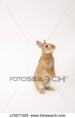 Tawny Rabbit View Large Photo Image Stock Image - Tawny Rabbit. Fotosearch