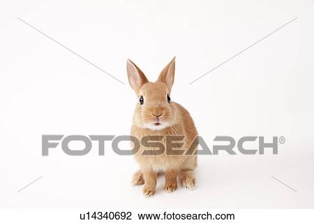 Stock Image - Tawny Rabbit. Fotosearch