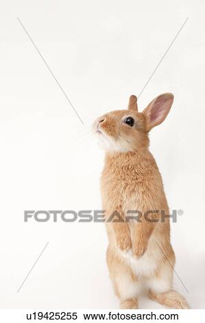 Stock Photography - Tawny Rabbit. Fotosearch