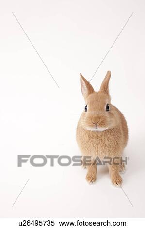 Stock Photography - Tawny Rabbit. Fotosearch