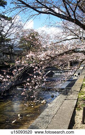 The cherry tree at Shukugawa Park View Large Photo Image Stock Image - The cherry tree at Shukugawa Park. Fotosearch