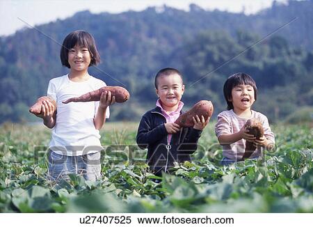 Stock Photography - Three Children Harvesting Sweet Potatoes. Fotosearch