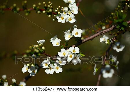 Stock Photo - Thunderberg's Meadowsweet. Fotosearch