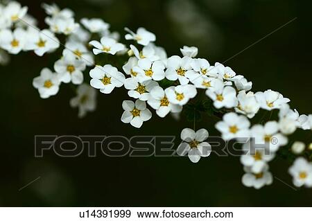 Stock Photo - Thunderberg's Meadowsweet. Fotosearch