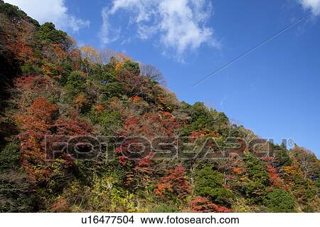 Tokyo University Forest View Large Photo Image Picture - Tokyo University Forest. Fotosearch