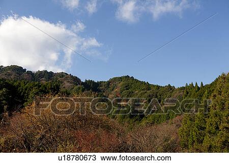 Stock Image - Tokyo University Forest. Fotosearch