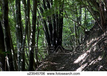 Stock Photograph - Tokyo University Forest. Fotosearch