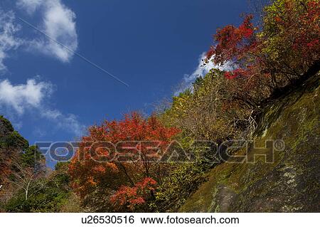 Stock Photograph - Tokyo University Forest. Fotosearch