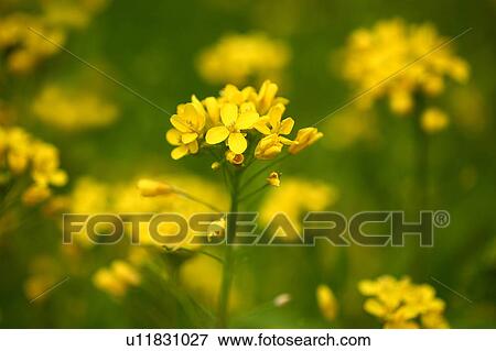 Stock Photo - Turnip flowers. Fotosearch