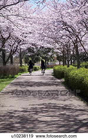 Stock Photo - Two Cyclists Under Cherry Blossom Trees. Fotosearch