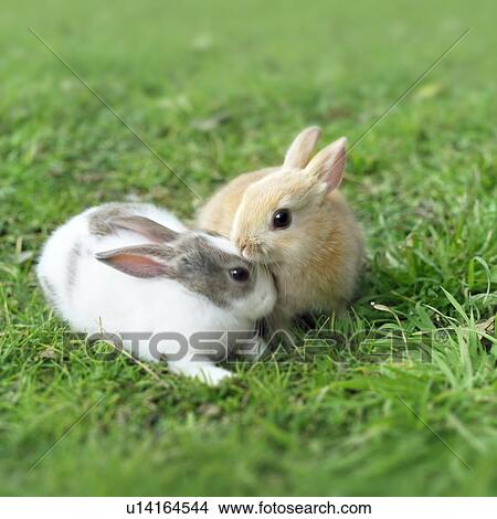 Two rabbits View Large Photo Image Picture - Two rabbits. Fotosearch