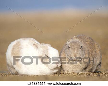 Picture - Two Rabbits. Fotosearch