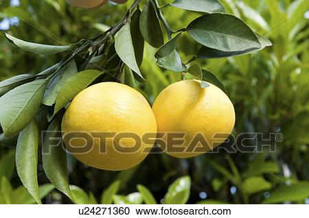 Two Ripe Orange View Large Photo Image Stock Image - Two Ripe Orange. Fotosearch