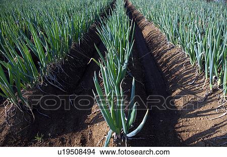 Welsh Onions View Large Photo Image Picture - Welsh Onions. Fotosearch