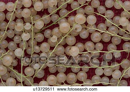 Stock Image - White Currants. Fotosearch
