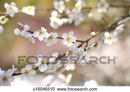 Stock Image - White plum blossoms. Fotosearch