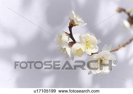 Stock Photo - White Plum Blossoms. Fotosearch