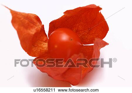 Stock Image - Winter Cherry. Fotosearch