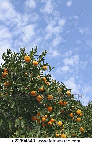 Stock Photo - Yawatahama mandarin orange. Fotosearch
