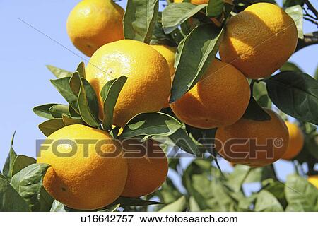 Yawatahama mandarin oranges View Large Photo Image Stock Photo - Yawatahama mandarin oranges. Fotosearch