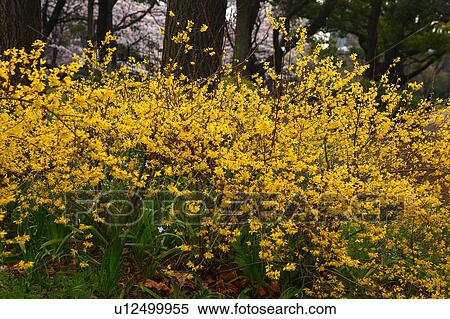 Yellow Forsythia Forsythia Suspensa Stock Photography U Fotosearch