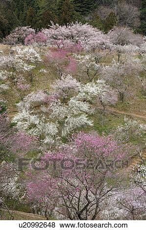 Yoshino plum-grove View Large Photo Image Stock Photo - Yoshino plum-grove. Fotosearch