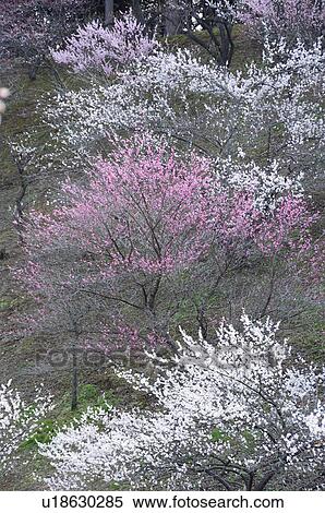 Stock Photography - Yoshino plum-grove. Fotosearch