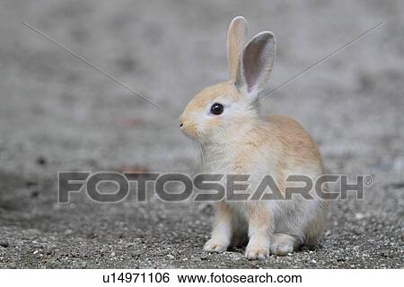 Young Rabbit View Large Photo Image Stock Photograph - Young Rabbit. Fotosearch