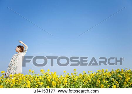 Young woman standing in oilseed rape field View Large Photo Image Stock Photo - Young woman standing in oilseed rape field . Fotosearch
