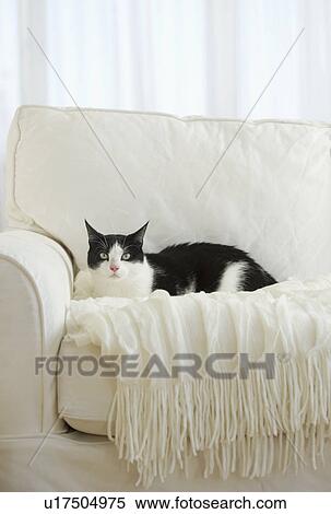 Cat on chair View Large Photo Image Stock Photography - Cat on chair. Fotosearch