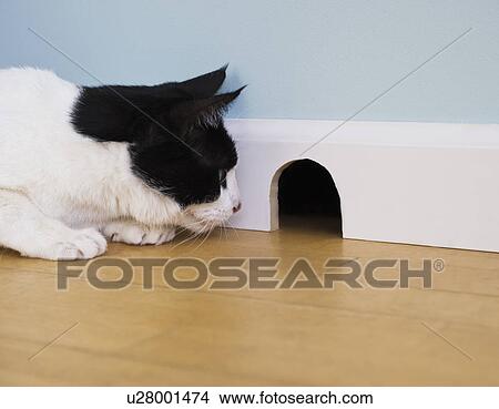 Picture - Cat waiting by mouse hole. Fotosearch