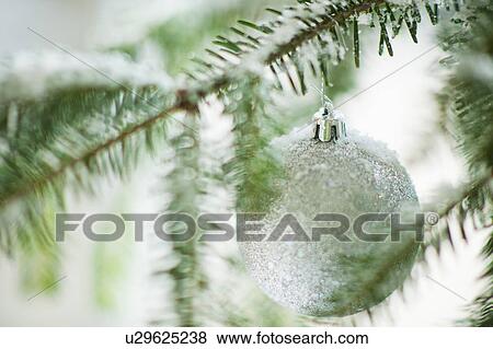 Christmas bauble on tree View Large Photo Image Stock Photo - Christmas bauble on tree. Fotosearch