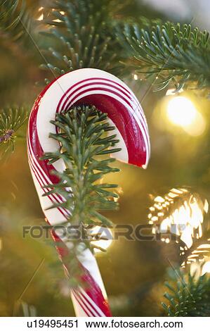 Stock Image - Close-up of candy cane hanging on christmas tree, studio shot. Fotosearch