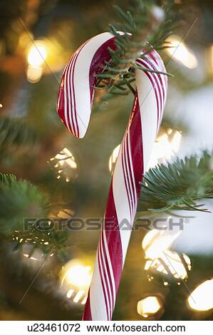 Stock Image - Close-up of candy cane hanging on christmas tree, studio shot. Fotosearch