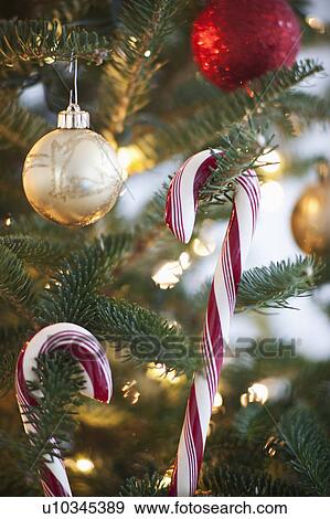 Close-up of candy cane hanging on christmas tree, studio shot View Large Photo Image Stock Photo - Close-up of candy cane hanging on christmas tree, studio shot. Fotosearch